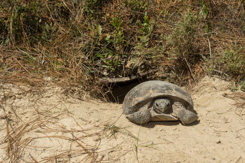 Conservation Collier Proposed Land Acquisitions